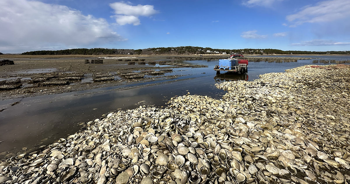 Clint Austin's Oyster Reef in Wellfleet