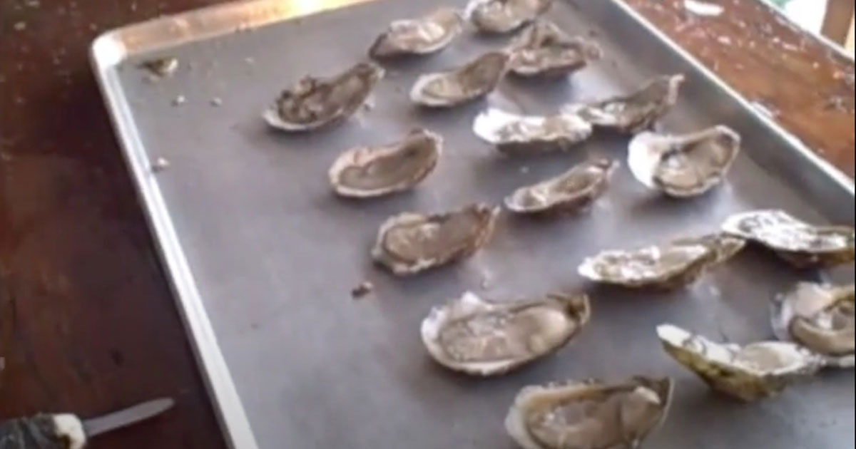 Wellfleet Oyster Shuck-Off